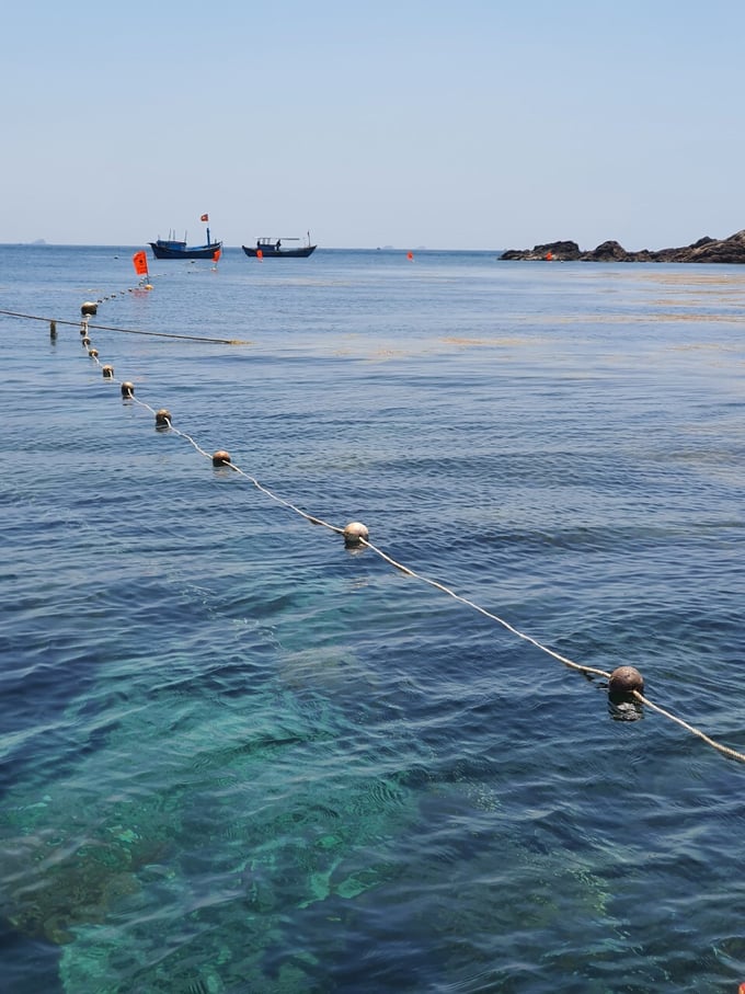 The oceanic area of ​​Nhon Hai commune, Quy Nhon city, Binh Dinh province has great potential for seaweed production. Photo: V.D.T.