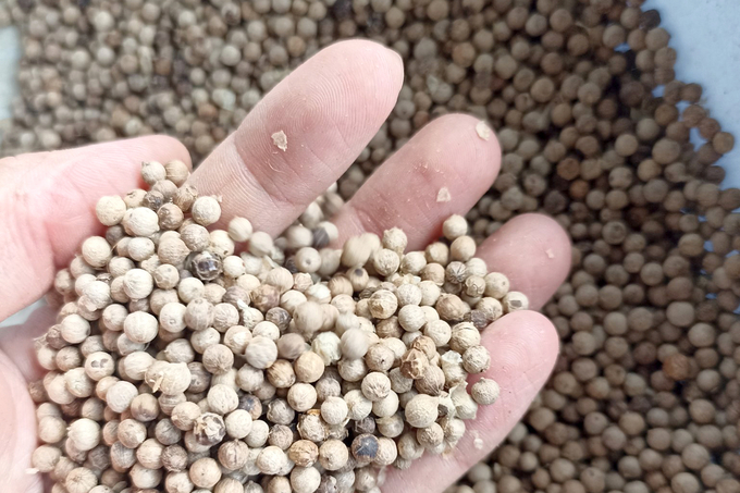 China's increased demand and trade has increased the price of Vietnamese pepper. Photo: Son Trang.