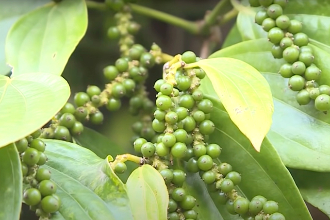 A pepper farm in Dong Nai. Photo: Son Trang.