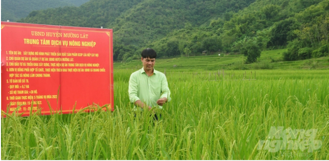 Mô hình phát triển sản xuất sản phẩm OCOP lúa nếp Cay Nọi tại huyện Mường Lát. Ảnh: Quốc Toản.