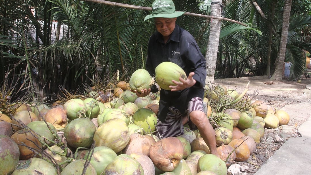 Bến Tre được xem là thủ phủ dừa của cả nước. Ảnh: Bá Thắng