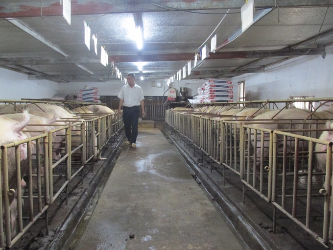 Trang trại nuôi lợn khép kín.