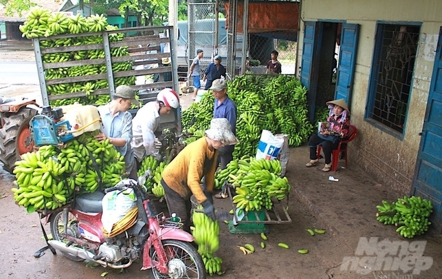 Chuối là 1 trong 7 loại trái cây đang vào vụ thu hoạch chính ở tỉnh Đồng Nai phục vụ thị trường tiêu thụ trong nước và xuất khẩu. Ảnh: MS.