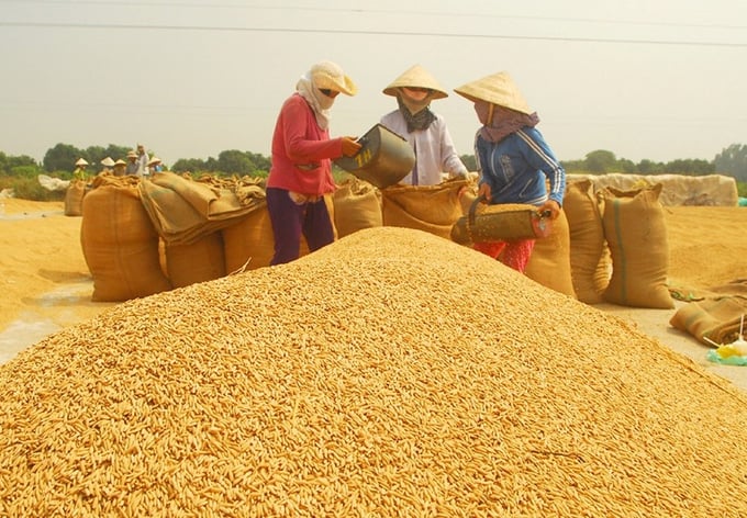 tiep-suc-cho-htx-xay-chuoi-san-xuat-lua-gao-ben-vung-235617_703.jpg Đề án 1 triệu ha lúa chất lượng cao dự kiến xây dựng các chính sách hỗ trợ cho các HTX, doanh nghiệp thu mua được vay vốn. Ảnh: TL.