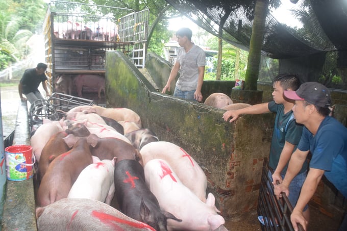 Người chăn nuôi huyện Hoài  (Bình Định) xuất bán heo thịt cho thị trường Đà Nẵng. Ảnh: V.Đ.T.