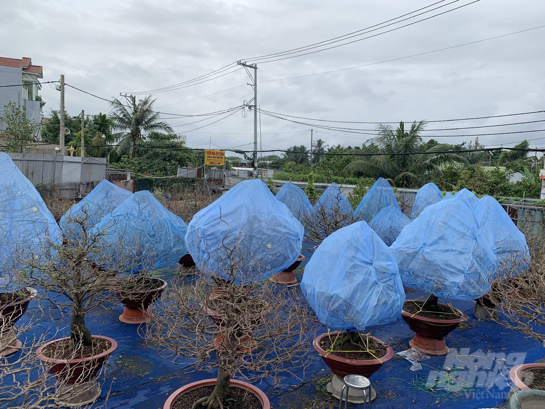 mai-gui-ra-hn-142626_758.jpg Những chậu mai phương Nam sẵn sàng 'đi Bắc'.