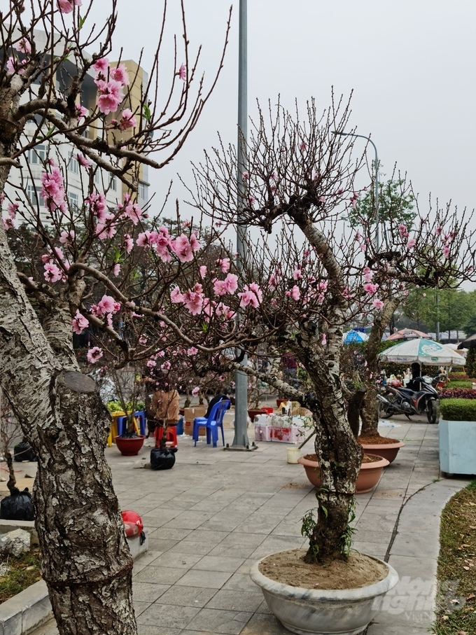 6-1-153328_100.jpg Những cây đào có giá từ 300 đến cả chục triệu đồng.