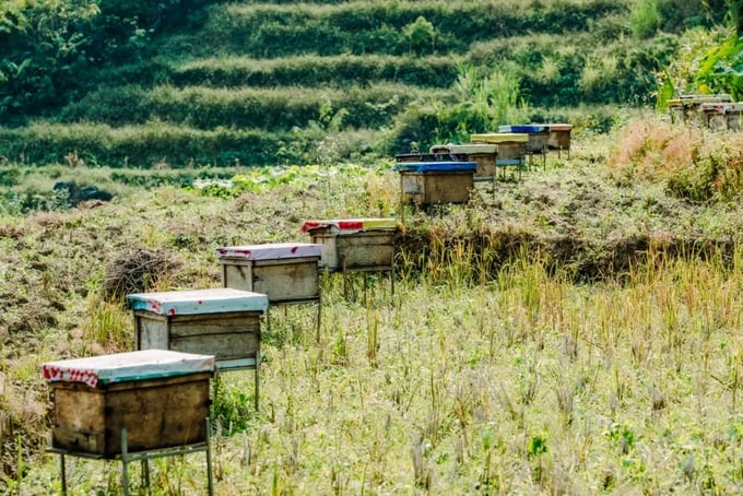Nghề nuôi ong mật bạc hà trên cao nguyên đá Hà Giang. Ảnh: Kim Anh.