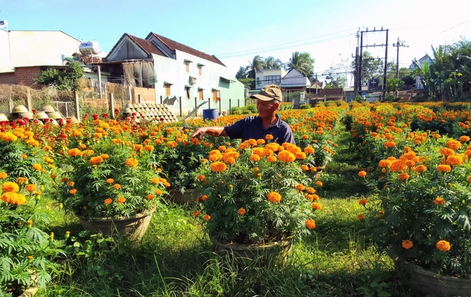 Hoa vạn thọ Tết năm nay có giá cao hơn năm ngoái.
