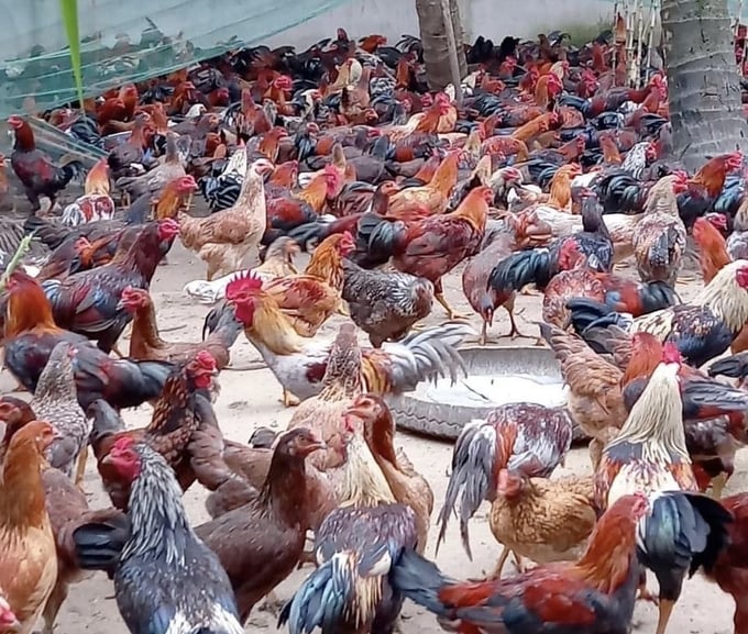 Gà Nòi Ngũ Sắc Dabaco trưởng thành. Ảnh: Nguyên Huân.