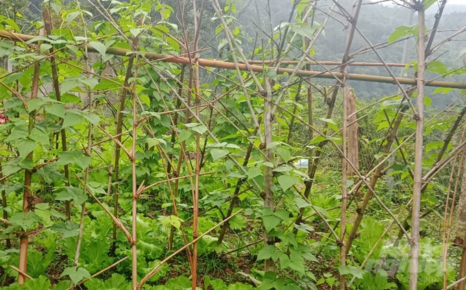 z4064967319093_1a41f8a1907425c108661e6098b15a01-145543_9.jpg Chủ động đồ ăn thức uống góp phần giảm tải gánh nặng cơm áo gạo tiền cũng vơi đi ít nhiều. Ảnh: VK.