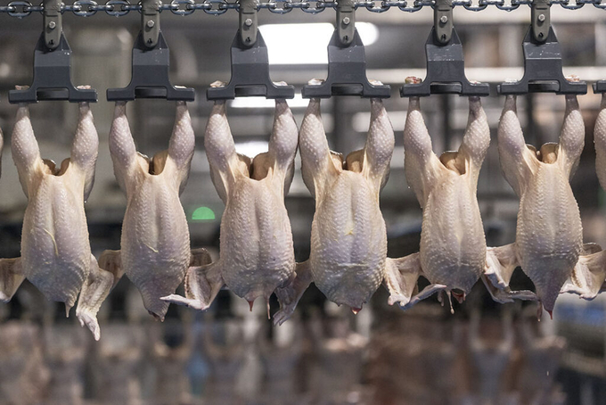 The primary goal when applying a growth intervention strategy is to slow growth and maintain carcass quality without adversely affecting bird health and elevating mortality. Photo: Koos Groenewold