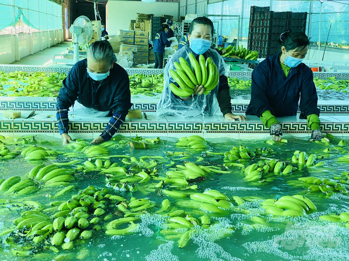 z4080242012375_ac7109e03eb96aed680f78b6ccdc805d-115414_830.jpg Trồng trọt đạt doanh thu 31.648 tỷ đồng. Ảnh: Lê Hoàng Vũ.