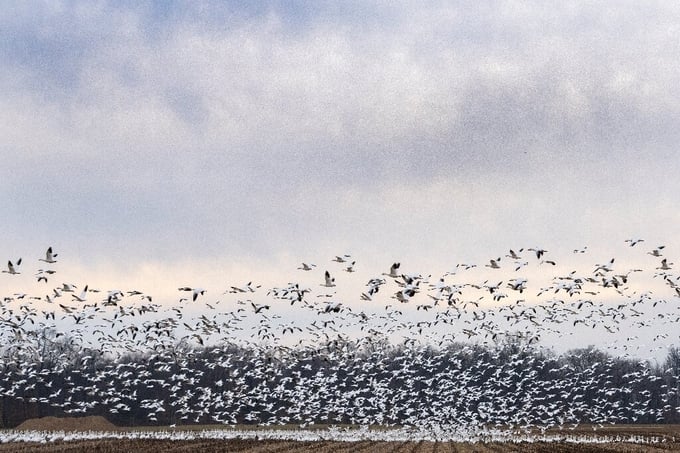 Birds are suffering one of history's worst avian influenza outbreaks.