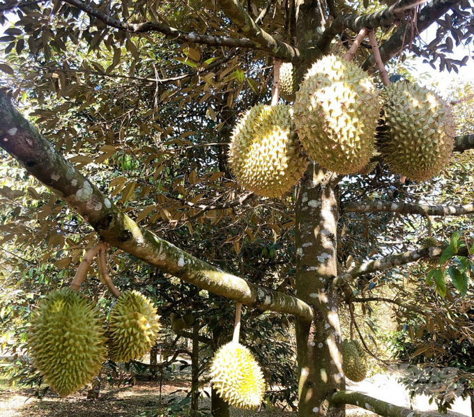 2406long_khanh_dn2-172038_0.jpg Sầu riêng được trồng nhiều tại Bà Rịa-Vũng Tàu.