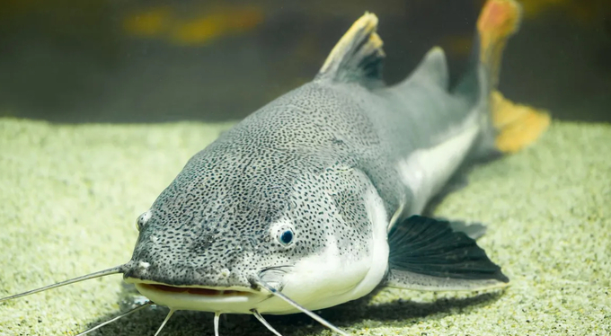 screenshot_1675823850-102718_821.jpeg Một con cá da trơn (catfish) trong bể. Ảnh: IE
