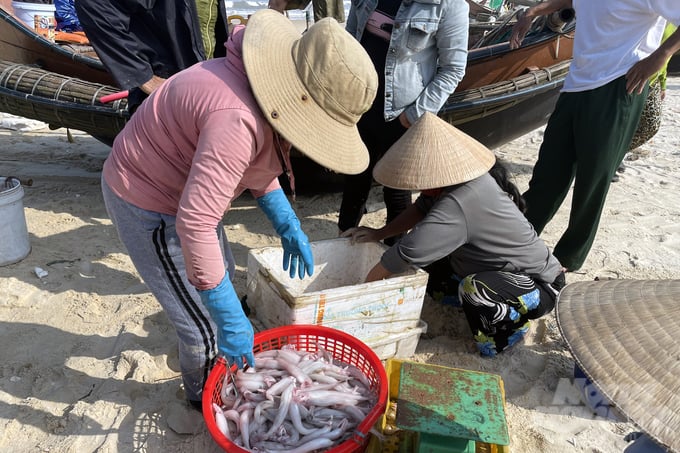 Ngày nhiều, mỗi chiếc thuyền thu về 30-40 kg, ngày ít cũng 8-10 kg. Ảnh: VD.