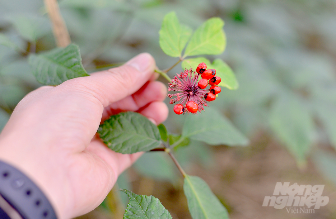 Sau khoảng 1 năm, những cây sâm Ngọc Linh tại vườn của Nguyên mới thực sự thích ứng, phát triển.