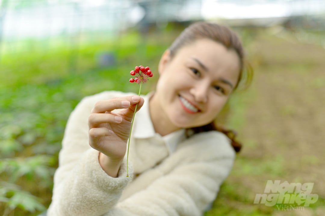 Đến nay, những gốc sâm Ngọc Linh trưởng thành, đơm hoa kết trái.