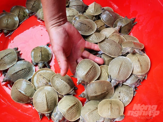 Nếu nuôi lâu năm cân nặng mỗi con cua đinh lên đến 50kg. Bên cạnh đó, thịt loại cua đinh này có màu vàng, dai, chế biến món ăn thơm ngon hơn và bổ dưỡng.