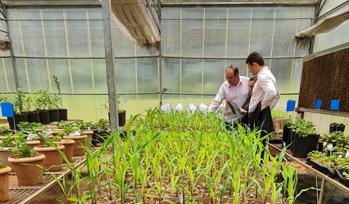 grace-breeding-wheat-samples-shortened-2-141301_797.jpeg Lô ngô giống được xử lý bằng phân bón sinh học NFT của Grace Breeding tại Đại học Londrina, Brazil, ngày 5 tháng 11 năm 2022. Ảnh: Assaf Dotan