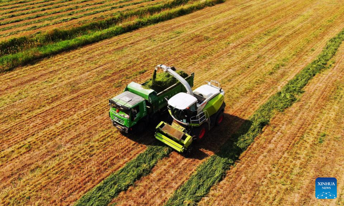 This aerial photo shows workers of Shandong Lvfeng Agriculture Group Co., Ltd. harvesting grass in Wudi County, east China's Shandong Province. Photo:Xinhua