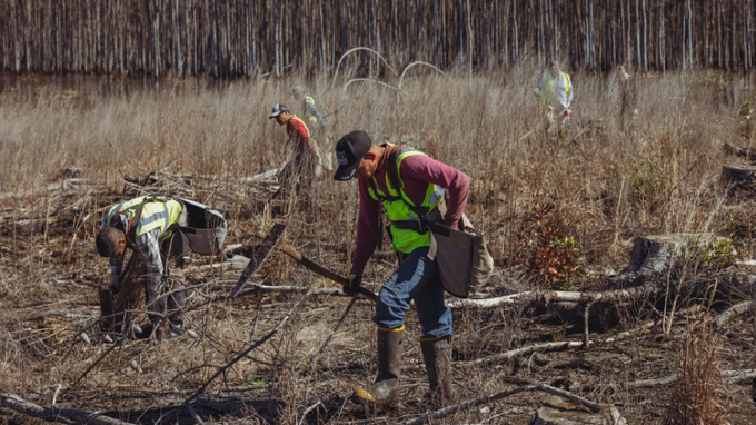 The company reported in a paper that has yet to be peer reviewed that its tweaked poplars grew more than 50 percent faster than non-modified ones over five months in the greenhouse.