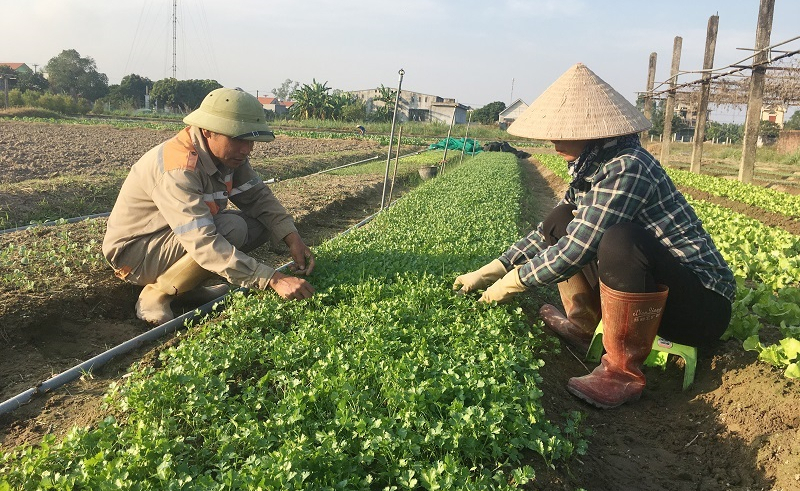 Khoảng hai phần ba số HTX ở Việt Nam hiện nay thuộc ngành nông nghiệp.
