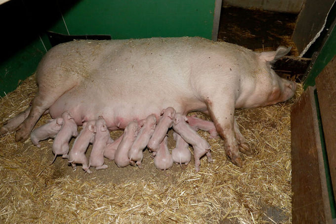 The researchers found that the percentage of sow-piglet contact is positively correlated to the number of successful suckling bouts and related to fewer nursing initiations and terminations by the sow. Photo: Henk Riswick