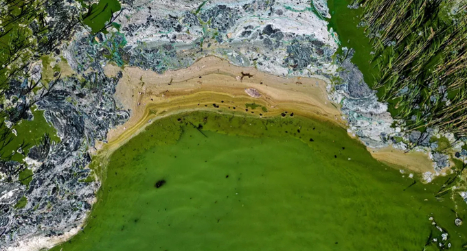 The overuse of phosphorus is creating algal blooms such as the one in the Baltic Sea near Stockholm in Sweden. Photo: TT News Agency