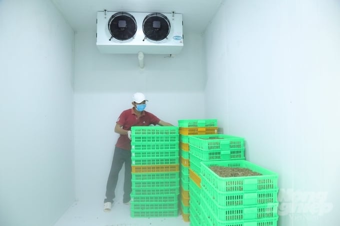 Công nhân đang xử lý sản phẩm dế đông lạnh. Ảnh: Trần Trung.