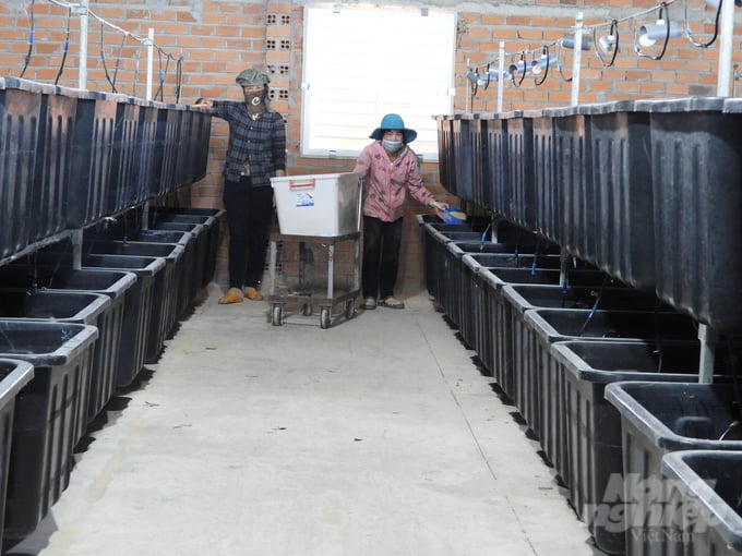 Công nhân trang trại đang cho dế ăn và thu hoạch. Ảnh: Trần Trung.