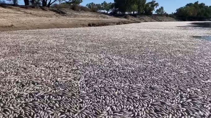 This still from a video taken on Mar 17, 2023, courtesy of Graeme McCrabb, shows dead fish clogging a river near the town of Menindee in New South Wales. Photo: AFP/Graeme McCrabb