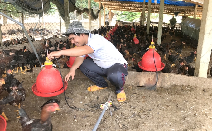 VIPA khuyến cáo các doanh nghiệp và trang trại chăn nuôi gia cầm cần tính toán quy mô đàn hợp lý để tránh cung vượt cầu. Ảnh: Đ.T.   