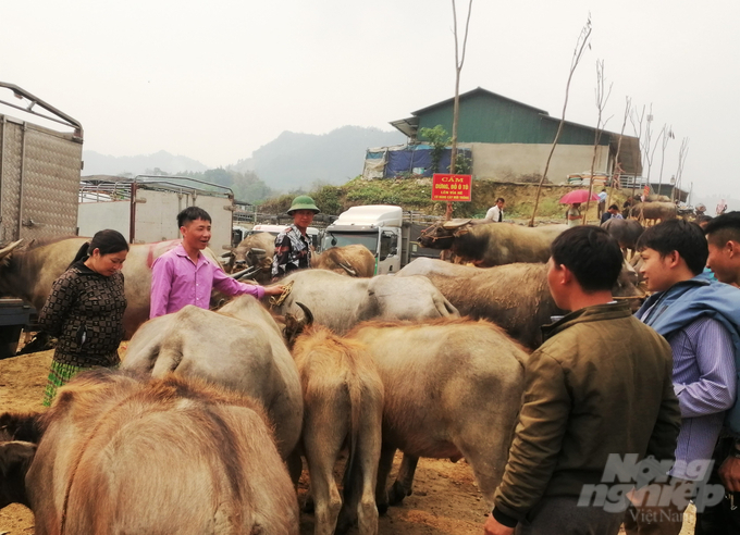 0-002112_441.jpg Chợ trâu Bắc Hà được ví như 'sàn giao dịch trâu' nên thu hút được cánh thương lái từ khắp tỉnh thành trên cả nước đổ về, thậm chí thời điểm dịch Covid-19 chưa bùng phát, thương lái Trung Quốc sang thu mua trâu cũng rất đông.
