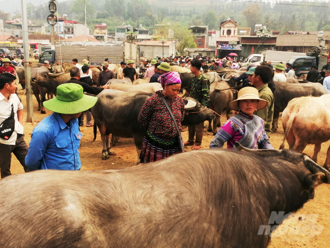 2-002623_413.jpg Càng về trưa, chợ trâu Bắc Hà càng trở nên đông đúc. Ngoài những người mua bán trâu, phiên chợ cũng thu hút rất nhiều người dân, khách du lịch hiếu kỳ đến tham quan. Với các chủ trâu tham gia phiên chợ, dù bán được hay không bán được trâu thì họ cũng không lấy làm buồn lòng vì đây cũng là dịp để họ khoe trâu của mình với mọi người; trao đổi thông tin, nắm bắt giá cả, sẵn sàng cho các phiên chợ sau.