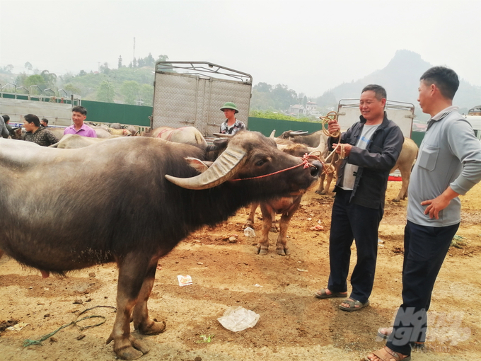 3-002014_101.jpg Trâu được buôn bán ở chợ có rất nhiều loại, từ dùng làm giống, phục vụ sản xuất đến trâu thịt... Nhiều hộ có trâu bán, do nhà cách xa chợ cả chục cây số nên phải đi từ 3 giờ sáng cho kịp chợ phiên.