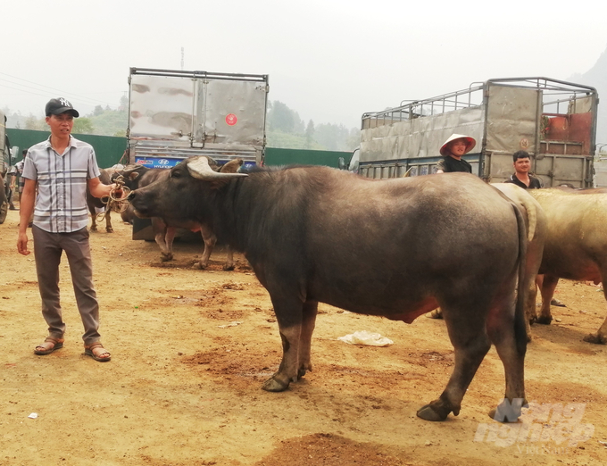4-002148_16.jpg Mỗi con trâu, cặp trâu có giá trị tiền khác nhau từ vài chục triệu đến cả trăm triệu đồng phụ thuộc vào chủng loại, độ tuổi, cân nặng, dáng, chân, mõm, sừng, tai...