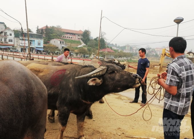 6-002235_424.jpg Những con trâu được giao dịch thành công sẽ được thương lái dùng sơn đánh số để phân định, đưa lên xe tải chở thẳng tới các đầu mối đã đặt hàng.