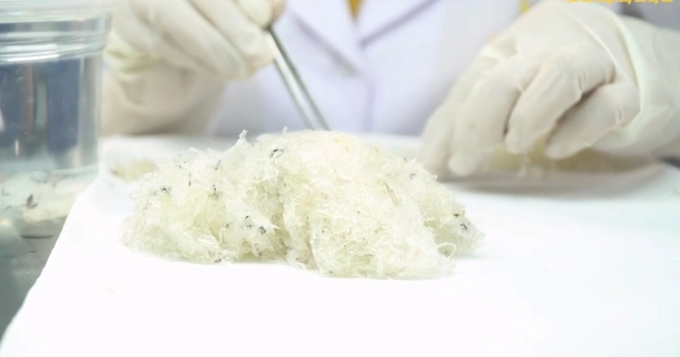 Tổ yến qua sơ chế có giá từ 35 – 42 triệu đồng/kg. Ảnh: Minh Đảm.