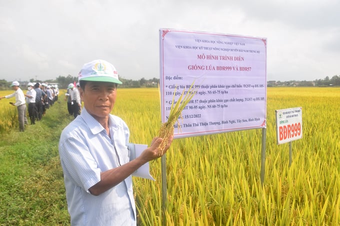 Nông dân 'mê mẩn' giống lúa phân khúc chế biến BĐR999. Ảnh: V.Đ.T.