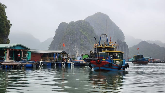 nuoi-ca-190347_995.jpg Vẫn có tàu thuyền hoạt động thu mua thủy sản, cung cấp thức ăn thủy sản không có số hiệu hoạt động tại Cát Bà. Ảnh: Đinh Mười.