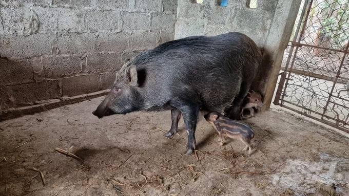 1a248a9182cf5e9107de-003443_342.jpg Ông Cường đã thất bại hoàn toàn với lứa lợn rừng đầu tiên, nhưng không nản chí và quyết tâm làm lại. Ảnh: Toán Nguyễn.