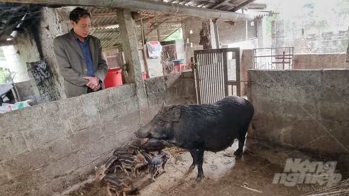 c2ba93659b3b47651e2a-003638_228.jpg Từ năm 2020 đến nay, ông Cường duy trì được đàn lợn rừng hơn 100 con. Ảnh: Toán Nguyễn.