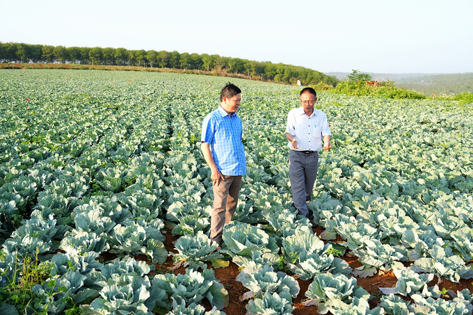 Vườn cải bắp VietGAP của anh Đỗ Hoàng Hà. Ảnh: Hồng Thuỷ.