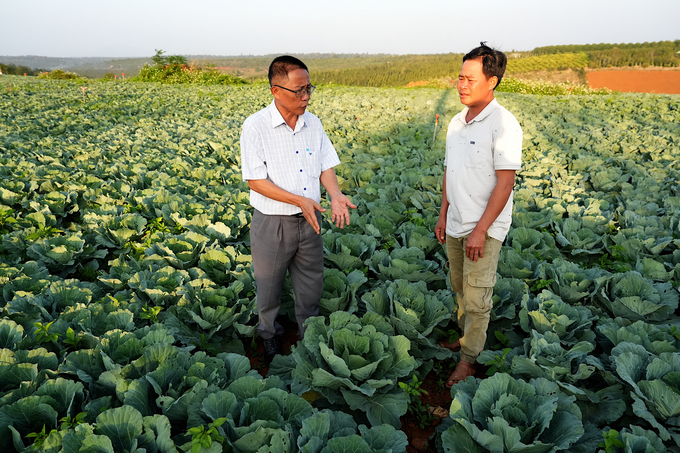 dsc02020-205359_791.jpg Anh Đỗ Hoàng Hà cho biết, mô hình rau cho thu nhập cao hơn nhiều lần so với cà phê, tiêu, lúa. Ảnh: Hồng Thuỷ.
