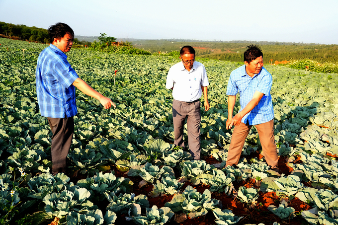thay-doi-tap-quan-canh-tac-lac-hau-nho-lien-ket-205658_790.jpg Ông Hồ Gấm (giữa), Chủ tịch Hội nông dân tỉnh Đắk Nông: Mô hình góp phần thay đổi mạnh mẽ nhận thức canh tác lạc hậu của bà con. Ảnh: Hồng Thuỷ.