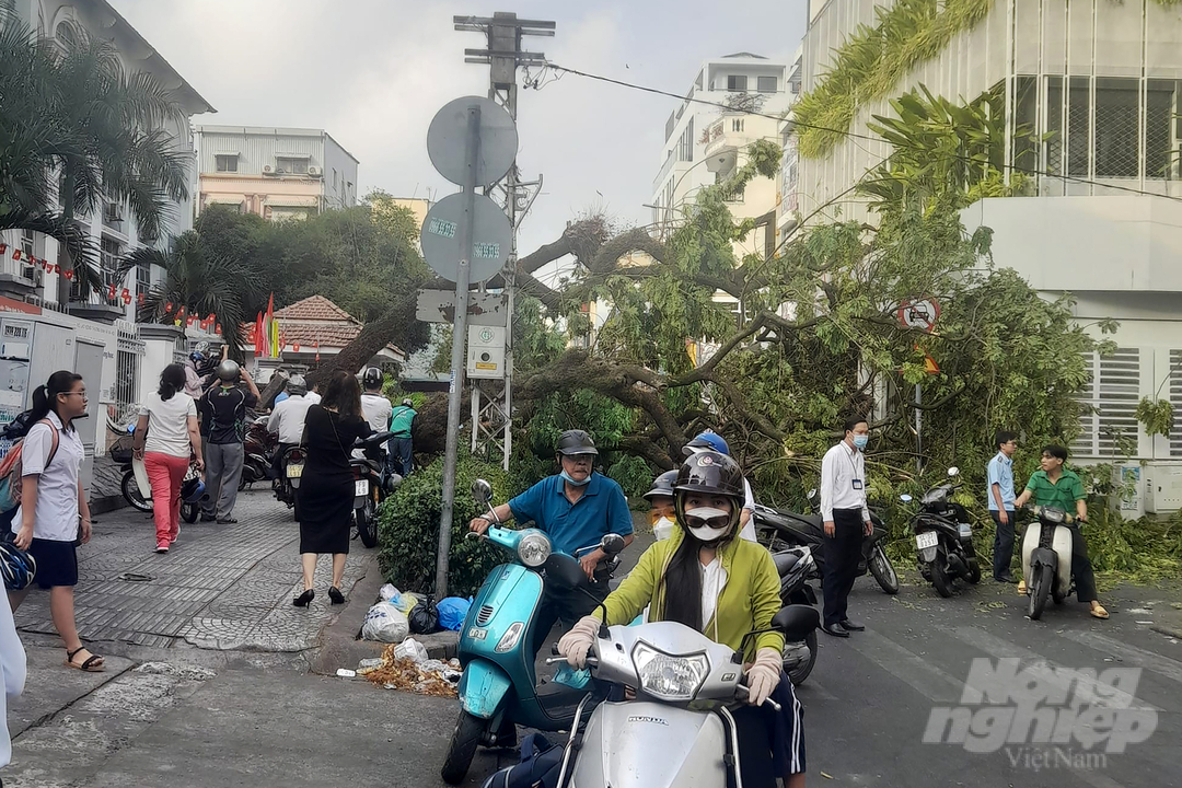 cay-do2-105753_245.jpeg Hiện trường vụ cây cổ thụ đổ tại Trường THCS Trần Văn Ơn (đường Nguyễn Văn Thủ, phường Đa Kao, quận 1). Ảnh: Thanh Đức.