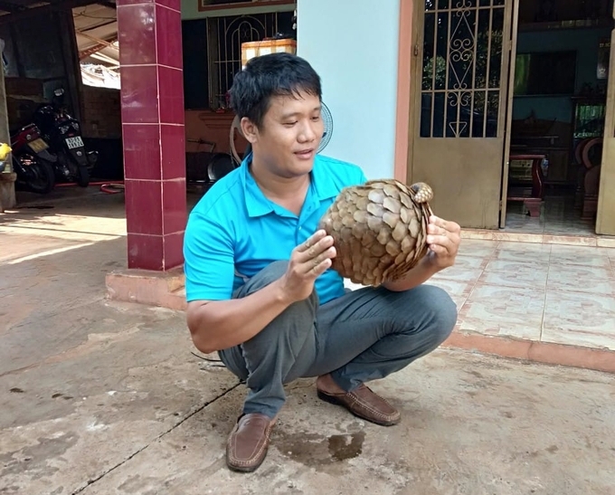 Thầy Quyết và cá thể tê tê vô tình phát hiện trong sân. Ảnh: HKL.