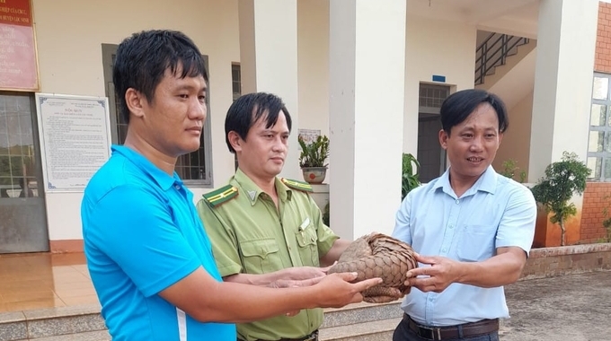 Thầy Quyết và thầy Ngọc bàn giao cá thể tê tê cho Hạt Kiểm lâm địa phương. Ảnh: HKL.
